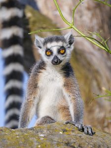 Preview wallpaper lemur, animal, wildlife