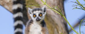 Preview wallpaper lemur, animal, wildlife