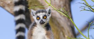 Preview wallpaper lemur, animal, wildlife