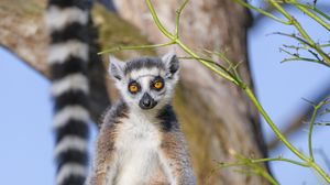 Preview wallpaper lemur, animal, wildlife