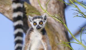 Preview wallpaper lemur, animal, wildlife