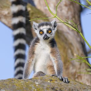 Preview wallpaper lemur, animal, wildlife