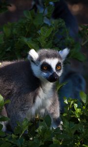 Preview wallpaper lemur, animal, wildlife, leaves