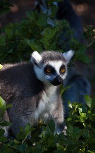 Preview wallpaper lemur, animal, wildlife, leaves