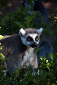 Preview wallpaper lemur, animal, wildlife, leaves