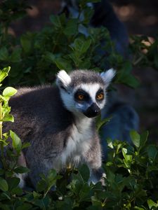 Preview wallpaper lemur, animal, wildlife, leaves