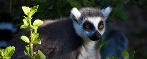 Preview wallpaper lemur, animal, wildlife, leaves