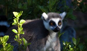 Preview wallpaper lemur, animal, wildlife, leaves