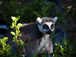 Preview wallpaper lemur, animal, wildlife, leaves