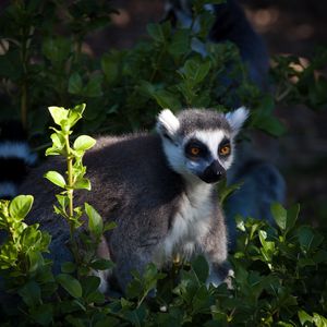 Preview wallpaper lemur, animal, wildlife, leaves