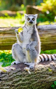 Preview wallpaper lemur, apple, animal, funny