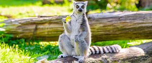 Preview wallpaper lemur, apple, animal, funny