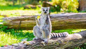 Preview wallpaper lemur, apple, animal, funny