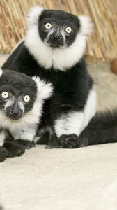 Preview wallpaper lemur, black, white, unusual