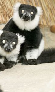 Preview wallpaper lemur, black, white, unusual