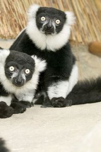 Preview wallpaper lemur, black, white, unusual