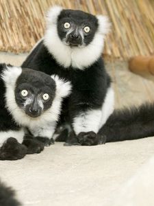 Preview wallpaper lemur, black, white, unusual