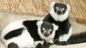 Preview wallpaper lemur, black, white, unusual