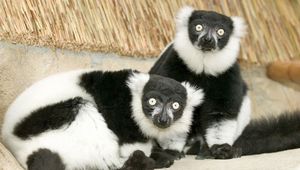 Preview wallpaper lemur, black, white, unusual