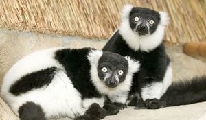 Preview wallpaper lemur, black, white, unusual