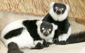 Preview wallpaper lemur, black, white, unusual