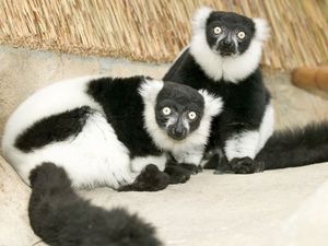 Preview wallpaper lemur, black, white, unusual