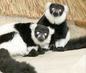 Preview wallpaper lemur, black, white, unusual