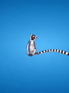 Preview wallpaper lemur, blue background, tail, striped, minimalism