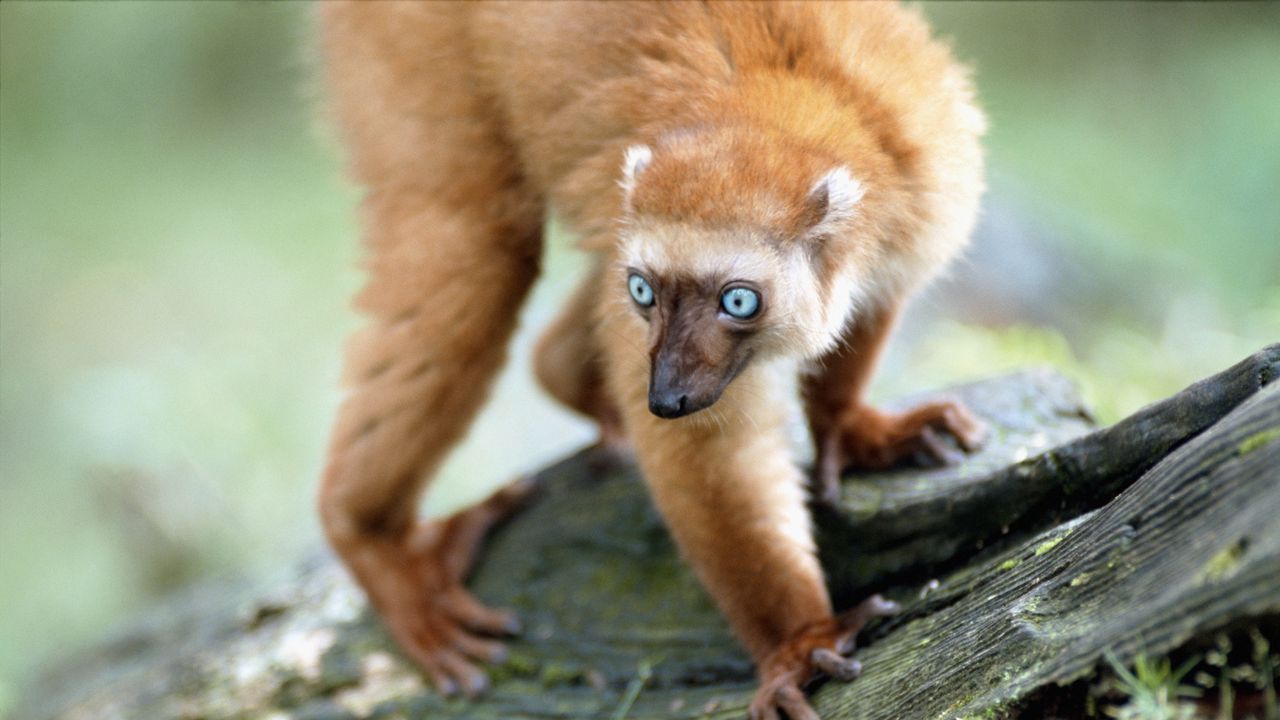 Wallpaper lemur, blue eyes, twigs, moss