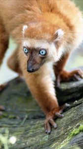 Preview wallpaper lemur, blue eyes, twigs, moss