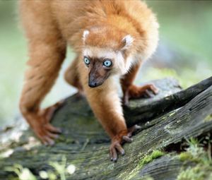 Preview wallpaper lemur, blue eyes, twigs, moss