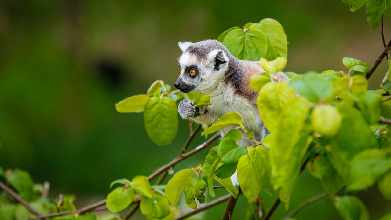 Wallpaper lemur, branch, sitting, curious