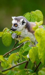 Preview wallpaper lemur, branch, sitting, curious