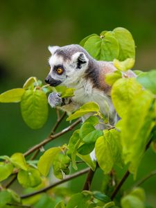 Preview wallpaper lemur, branch, sitting, curious