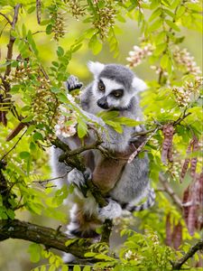 Preview wallpaper lemur, branch, tree, wildlife, animal