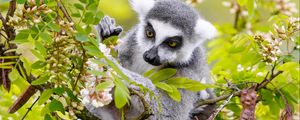 Preview wallpaper lemur, branch, tree, wildlife, animal