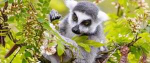 Preview wallpaper lemur, branch, tree, wildlife, animal