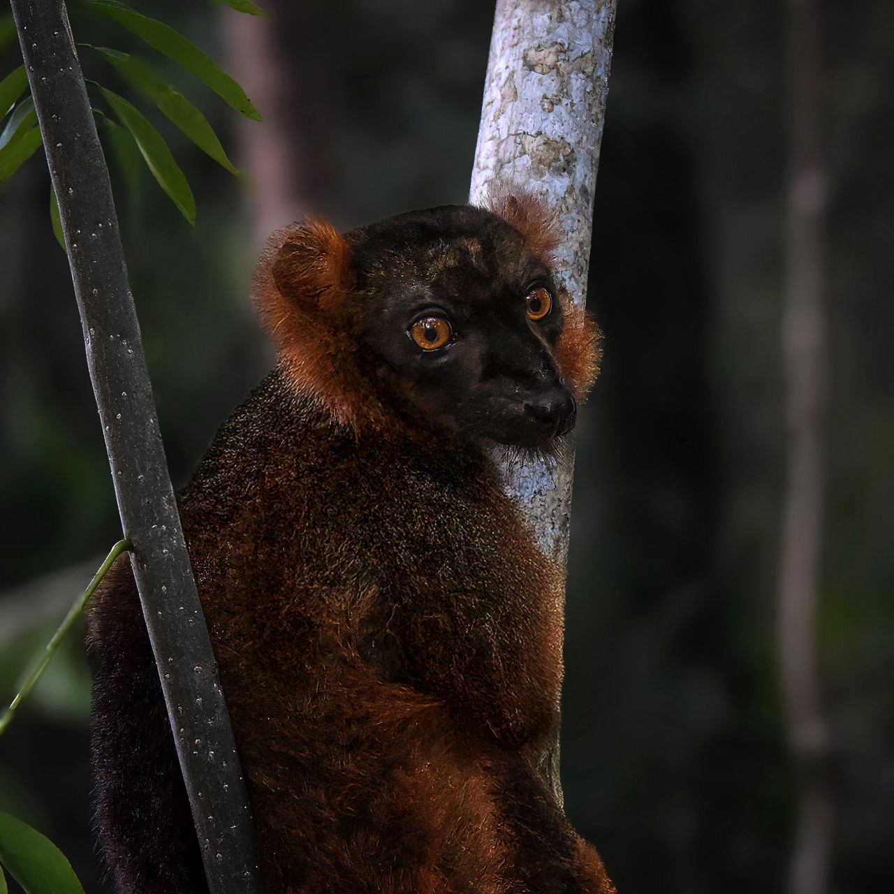1280x1280 Wallpaper lemur, branches, trees, animal, blur