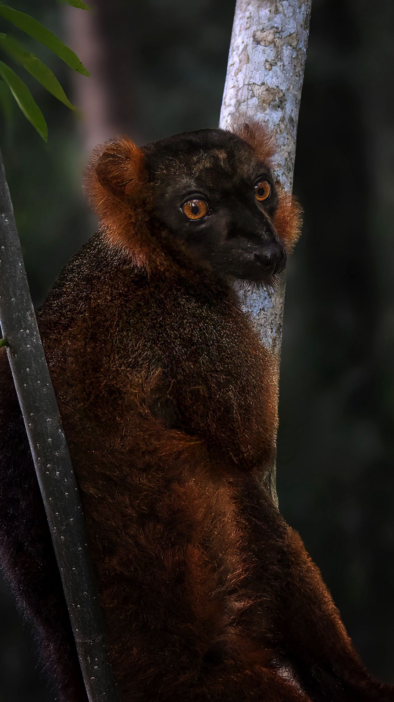 1350x2400 Wallpaper lemur, branches, trees, animal, blur