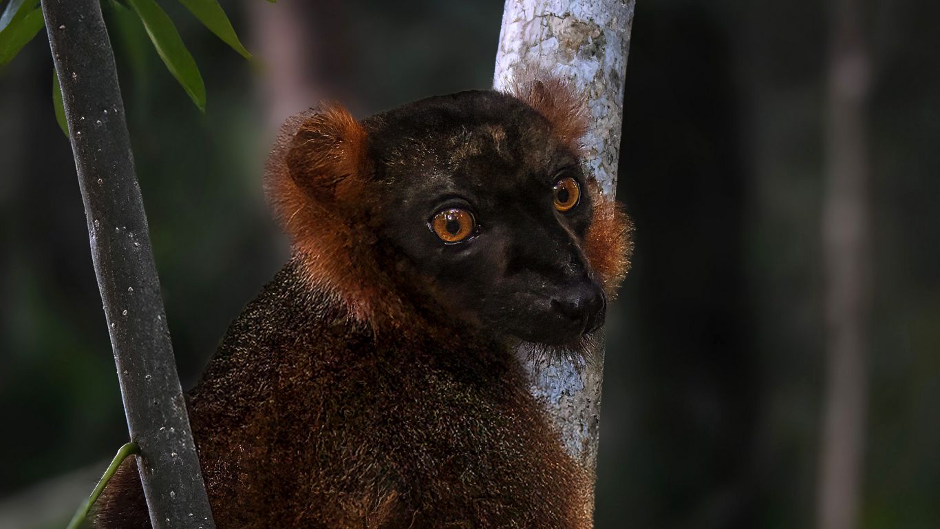 1366x768 Wallpaper lemur, branches, trees, animal, blur
