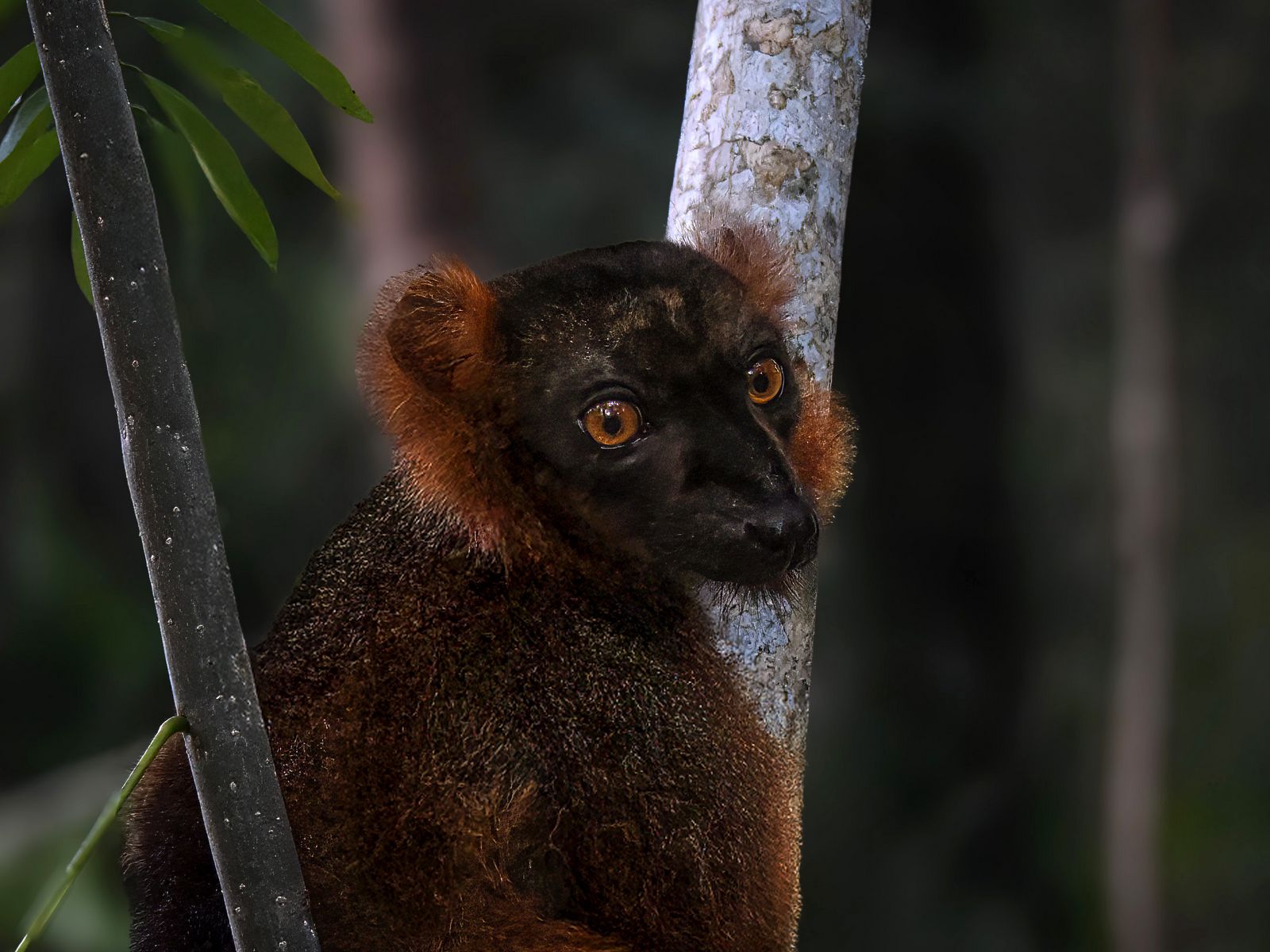 1600x1200 Wallpaper lemur, branches, trees, animal, blur
