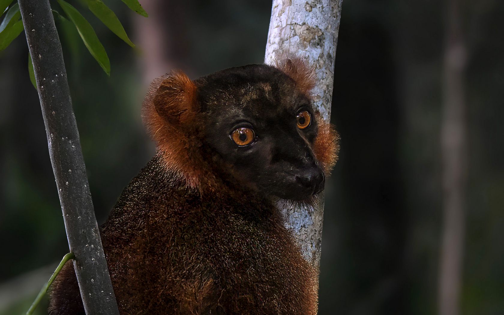 1680x1050 Wallpaper lemur, branches, trees, animal, blur