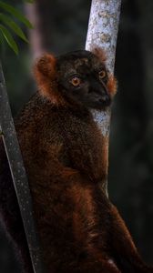 Preview wallpaper lemur, branches, trees, animal, blur