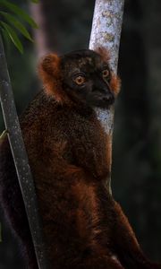 Preview wallpaper lemur, branches, trees, animal, blur