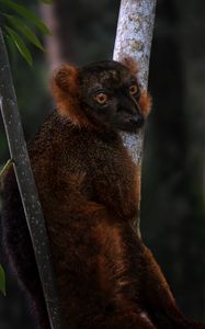 Preview wallpaper lemur, branches, trees, animal, blur