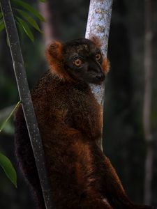Preview wallpaper lemur, branches, trees, animal, blur
