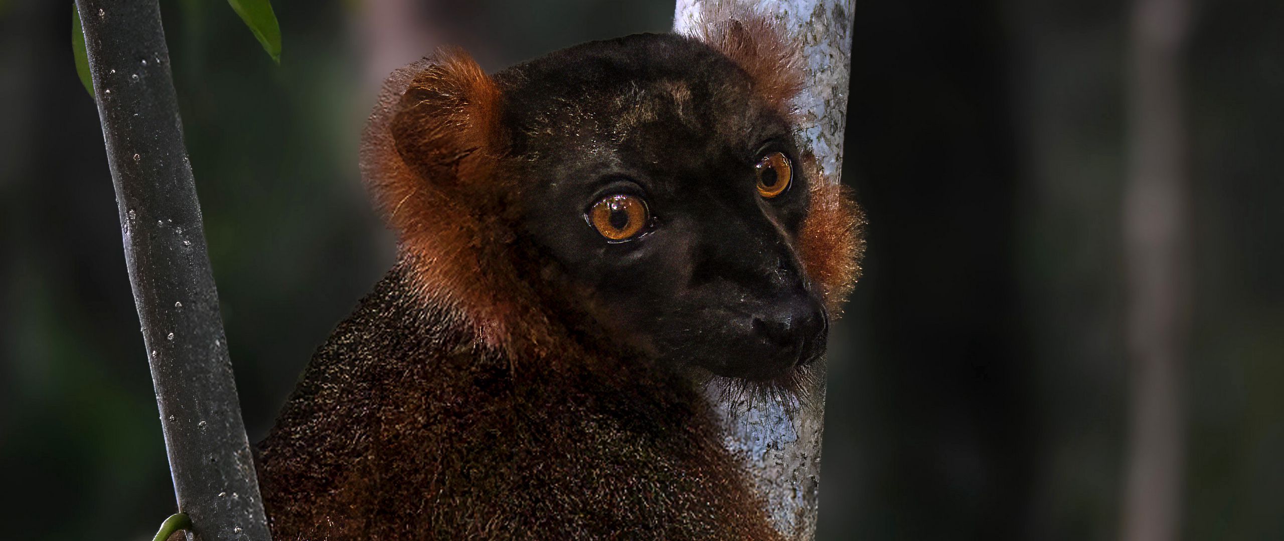 2560x1080 Wallpaper lemur, branches, trees, animal, blur