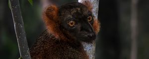 Preview wallpaper lemur, branches, trees, animal, blur