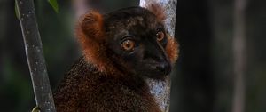 Preview wallpaper lemur, branches, trees, animal, blur