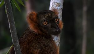 Preview wallpaper lemur, branches, trees, animal, blur